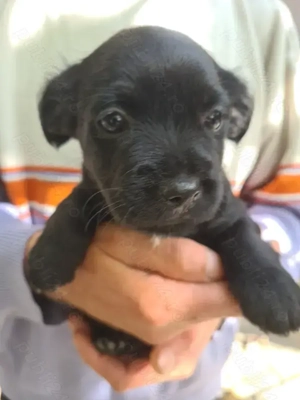 Donez căţeluşă, de o lună şi trei săptămâni