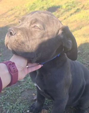 Cane corso italiano  - imagine 2
