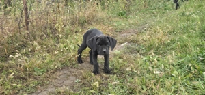 Cane corso italiano  - imagine 4