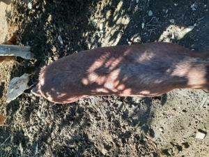 Porci duroc  - imagine 4