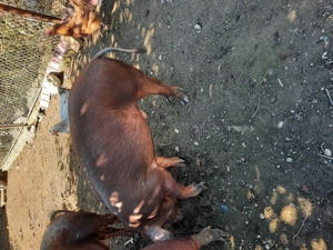 Porci duroc  - imagine 5