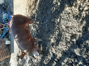 Porci duroc  - imagine 3