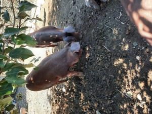 Porci duroc  - imagine 2