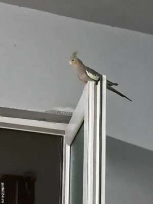 vind papagal Ninfa - imagine 2