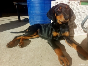 doberman fetita - imagine 2 doberman fetita - imagine 2