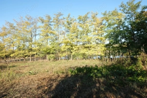 Com. Ileana - Calarasi, 4000 mp. teren si casa de vacanta cu deschidere la Balta - imagine 5