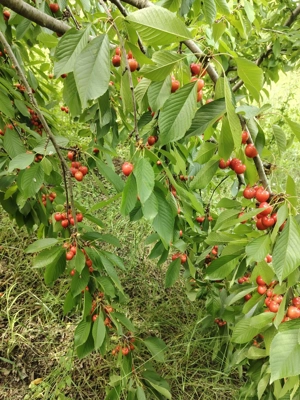 Com. Ileana - Calarasi, 4000 mp. teren si casa de vacanta cu deschidere la Balta - imagine 13