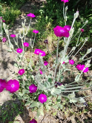 Com. Ileana - Calarasi, 4000 mp. teren si casa de vacanta cu deschidere la Balta - imagine 14