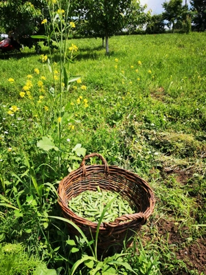 Com. Ileana - Calarasi, 4000 mp. teren si casa de vacanta cu deschidere la Balta - imagine 16