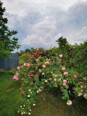 Com. Ileana - Calarasi, 4000 mp. teren si casa de vacanta cu deschidere la Balta - imagine 18