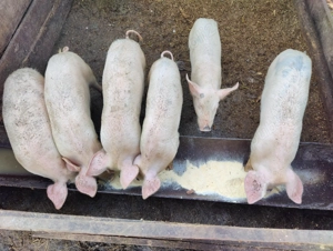 Vand 6 șoldani mai multe detali