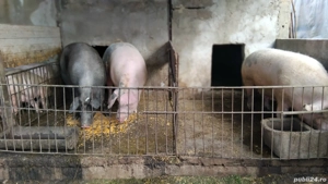 Vând porci  - imagine 2