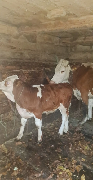 Vând 2 vaci cu 2 viței