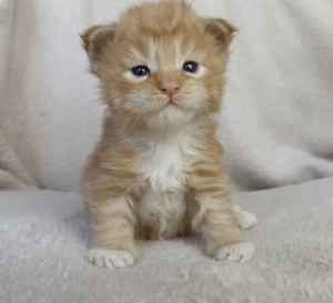 Norvegiana de pădure fată și băiat