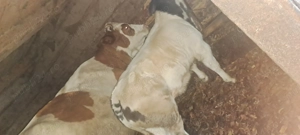 Vând 2 vaci cu 2 viței - imagine 4