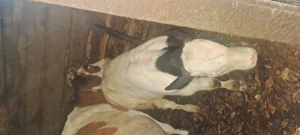 Vând 2 vaci cu 2 viței - imagine 3