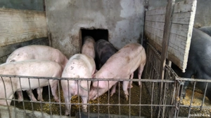 Vând porci  - imagine 3