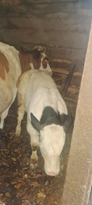 Vând 2 vaci cu 2 viței - imagine 5