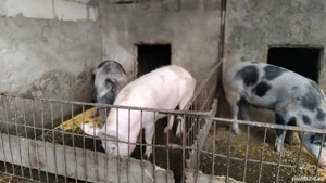 Vând porci  - imagine 4