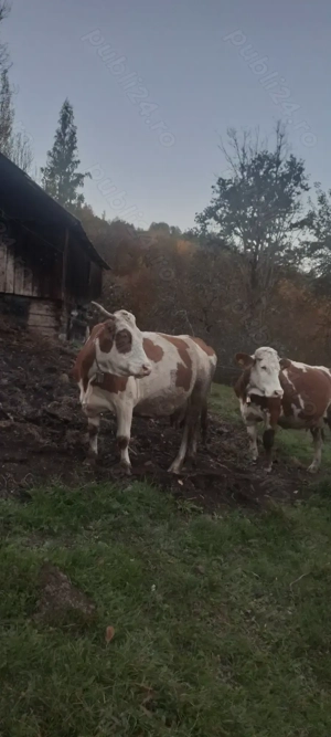 Vând 2 vaci cu 2 viței - imagine 6