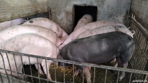 Vând porci  - imagine 5