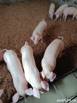 purcei de vânzare. - imagine 3