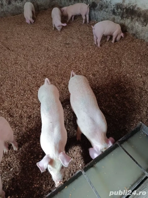 purcei de vânzare. - imagine 2