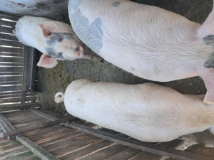 Vand porci crescuti la tara