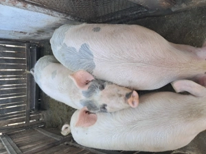 Vand porci crescuti la tara - imagine 2