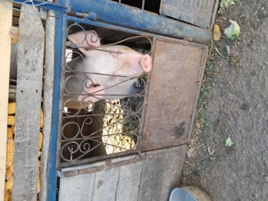 Vand porci crescuti la tara - imagine 4