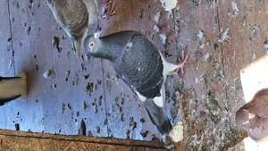 Vand Porumbeii voiajori 10 la numar cu 250 lei ,separat este 50 lei - imagine 3