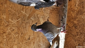 Vand Porumbeii voiajori 10 la numar cu 250 lei ,separat este 50 lei - imagine 5