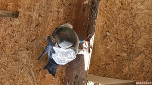 Vand Porumbeii voiajori 10 la numar cu 250 lei ,separat este 50 lei - imagine 4