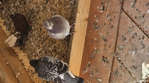 Vand Porumbeii voiajori 10 la numar cu 250 lei ,separat este 50 lei - imagine 2