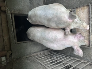 Vând porc la alegere 