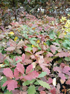 Vand stejar rosu, Quercus rubra puiet  - imagine 4