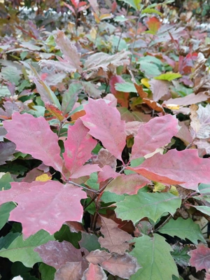 Vand stejar rosu, Quercus rubra puiet  - imagine 2