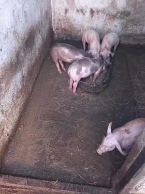 Purcei de vânzare,rasă Petrean - imagine 2 Purcei de vânzare,rasă Petrean - imagine 2