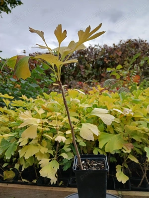 Vand Ginkgo biloba -