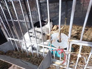 iepuri fluture gigant - imagine 3 iepuri fluture gigant - imagine 3