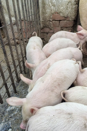 Purcei 6 săptămâni în loc Livada 