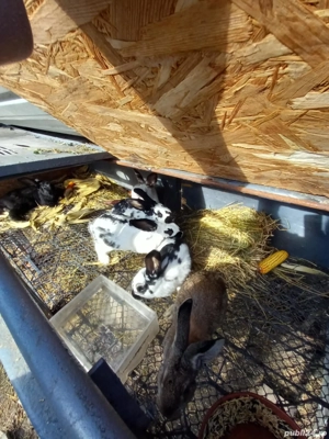 iepuri fluture gigant - imagine 2 iepuri fluture gigant - imagine 2