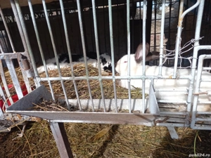 iepuri fluture gigant - imagine 4 iepuri fluture gigant - imagine 4