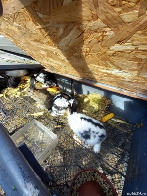 iepuri fluture gigant - imagine 5 iepuri fluture gigant - imagine 5