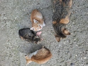 donez pui de pisică