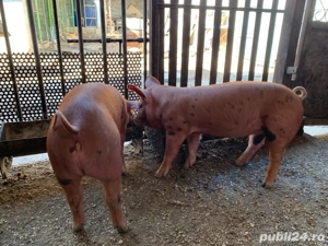 Purcei de vanzare - imagine 3