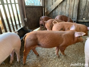 Purcei de vanzare - imagine 2