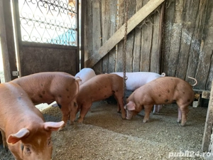 Purcei de vanzare