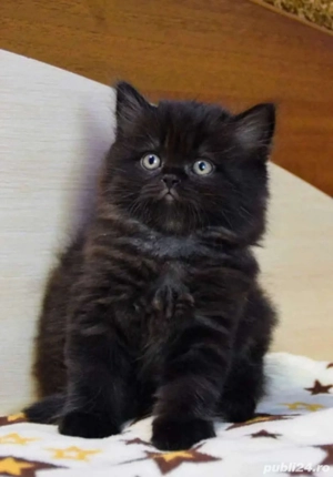 siberiana de padure mascul