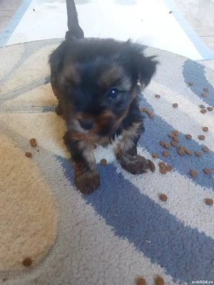 Yorkshire Terrier  - imagine 4